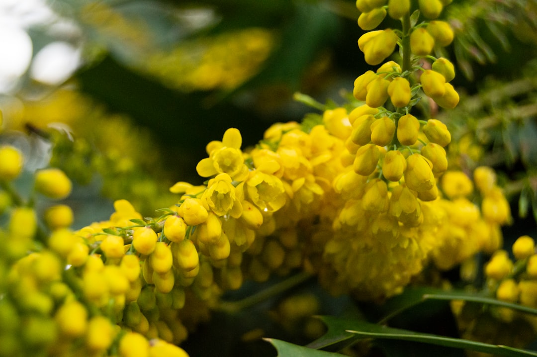 Photo mustard color